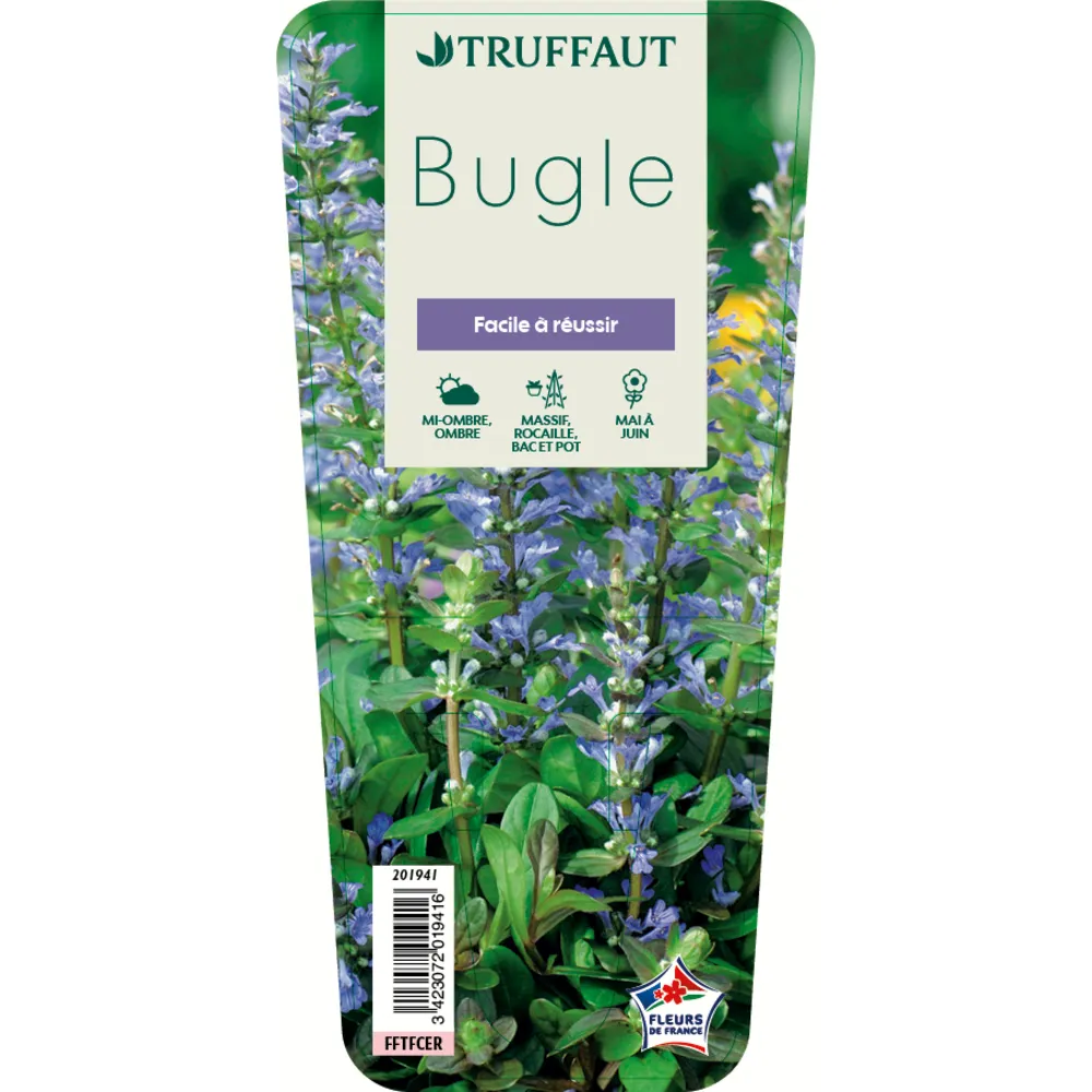 Bugle : godet vert