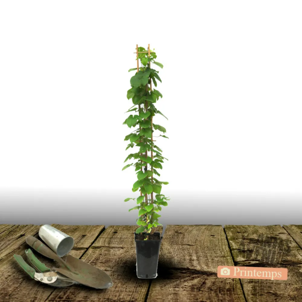 Clématite florida kokonoe®/[-]pot de 3l - echelle bambou 60/120 cm